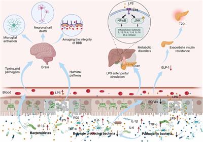 Mechanisms of action and applications of Polygonatum sibiricum polysaccharide at the intestinal mucosa barrier: a review